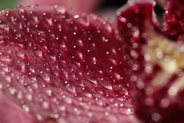 Closeup view of beautiful blooming flower with dew drops as background