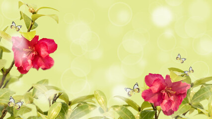 green background with camellia flowers