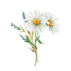 delicate bouquet with white chamomile flowers watercolor illustration, hand painted