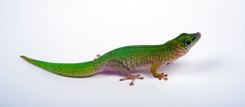 Madagaskar-Taggecko // Madagascar giant day gecko (Phelsuma grandis)