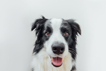 Obraz na płótnie Canvas Funny studio portrait of cute smiling puppy dog border collie isolated on white background. New lovely member of family little dog gazing and waiting for reward. Pet care and animals concept