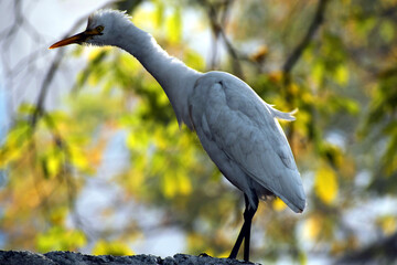 Beautiful picture of white bird. Selective Focus On Subject