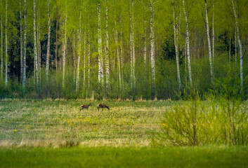 Wild deer herd grazing in the meadow in distance. Springtime scenery in the morning in Northern Europe.