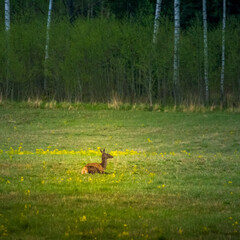 Wild deer herd grazing in the meadow in distance. Springtime scenery in the morning in Northern Europe.