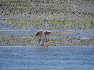 Flamencos comiendo en la orilla del mar