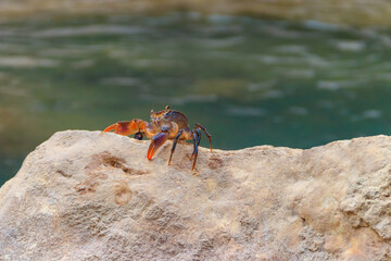 Freshwater river crab (Potamon ibericum) on stone near a mountain river