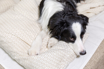 Funny portrait of cute smiling puppy dog border collie lay on pillow blanket in bed. New lovely member of family little dog at home lying and sleeping. Pet care and animals concept