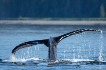 USA, Alaska, Tail of Humpback Whale (Megaptera novaeangliae) diving while bubble net feeding on school of herring fish in Frederick Sound on summer afternoon