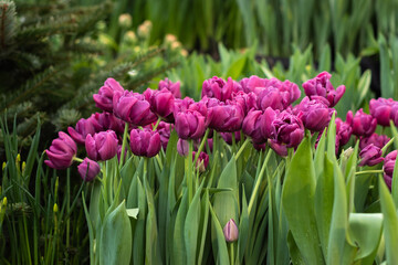 Purple tulips blooming in the spring garden