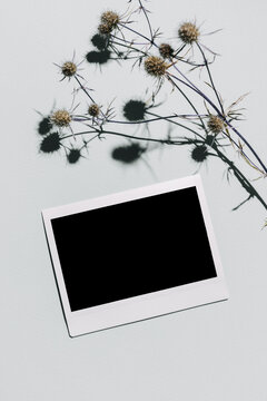 Mockup with blank photo frame and dried eryngium flower over pastel blue background with trendy shadow and sunlight. Photo card with space for your logo or text. Flat lay, top view.