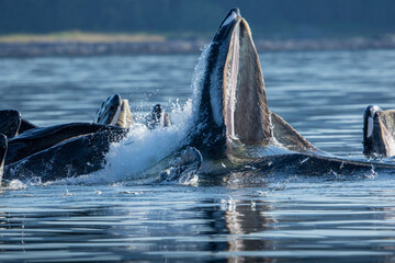 Fototapeta premium USA, Alaska, Herring fish leap trying to flee from Humpback Whales (Megaptera novaeangliae) surface as they bubble net feeding in Frederick Sound on summer afternoon