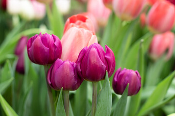 Purple and pink tulips blooming in the spring garden