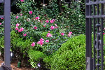 Fototapeta premium Rose with pink petals and green leaves.