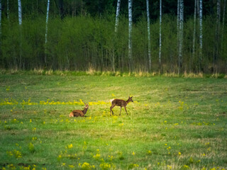 Wild deer herd grazing in the meadow in distance. Springtime scenery in the morning in Northern Europe.