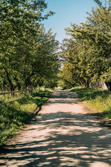 Fototapeta premium Beautiful vertical green alley in a park with flowering fruit trees and a white fence sunny day