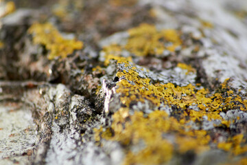 tree moss