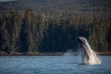 USA, Alaska, Water streams from breaching Humpback Whale (Megaptera novaeangliae) in Frederick Sound near Kupreanof Island