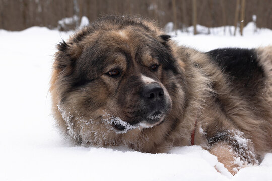 The Caucasian shepherd dog is a large guard dog fluffy