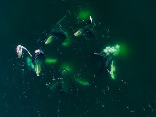 Fototapeta premium USA, Alaska, Aerial view of Humpback Whales (Megaptera novaeangliae) lunging at surface of Frederick Sound while bubble net feeding on herring shoal on summer afternoon