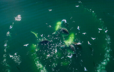 USA, Alaska, Aerial view of Humpback Whales (Megaptera novaeangliae) lunging at surface of Frederick Sound while bubble net feeding on herring shoal on summer afternoon