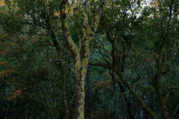 Trees in the dark forest.