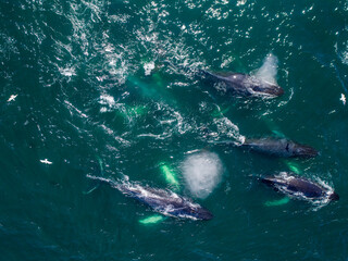 Fototapeta premium USA, Alaska, Aerial view of Humpback Whales (Megaptera novaeangliae) swimming together at surface of Frederick Sound while bubble net feeding on herring shoal on summer afternoon