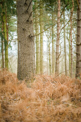 Fototapeta premium A forest in England in the spring / season
