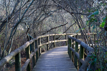 wooden walkway with leafless trees with wooden bridge surrounded by vegetation