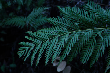 fern in the forest