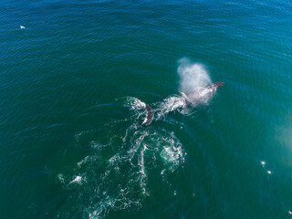 Fototapeta premium USA, Alaska, Aerial view of Humpback Whale (Megaptera novaeangliae) breathing at surface of Frederick Sound while bubble net feeding on herring shoal on summer afternoon