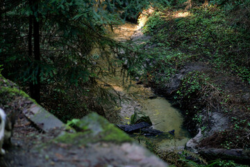 Naklejka na ściany i meble stream through forest