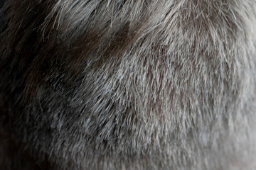 macro view of human male head hair