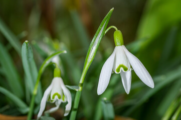 Snowdrops, close up in the garden 
