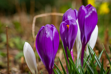 Crocuses in the garden ,spring time