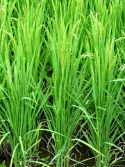 Rice field with green rice plants.