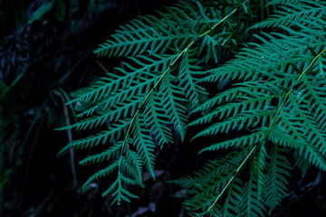 fern leaves