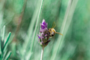 Closeup of bee collecting pollen from lavender.