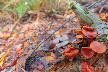 Close-up of Galerina Marginata mushrooms (known as the Funeral Bell) on a dead tree