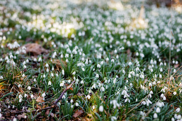 Blossoming snowdrop flowers in forest on sunny spring day. Lot of snowdrops, flower meadow. Beautiful springtime.