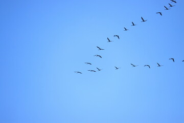 Formation der Wildg&auml;nse