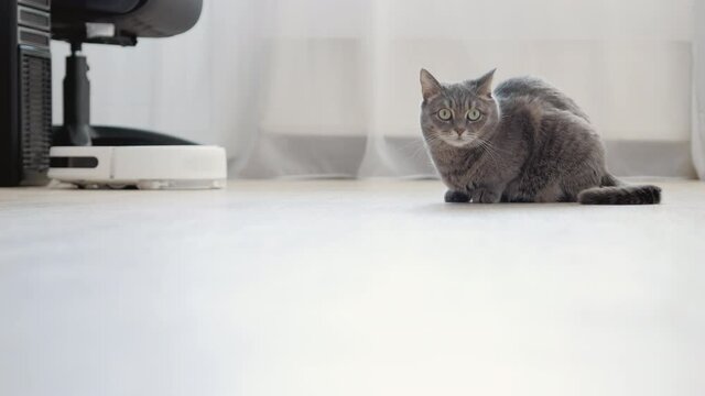 The cat sits on the floor in the room and does not react when the robot vacuum cleaner drives past it. Pets and technology