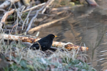 A blackbird male sitting on a branch in the forest