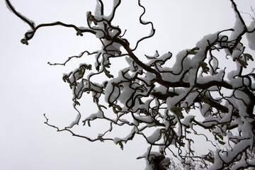 Winter / Schnee auf Bäumen/Ästen/Pflanzen