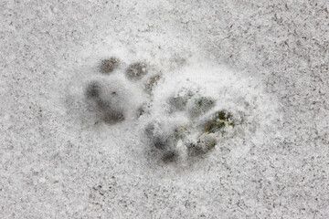 Winter / Schnee - Katzenspuren im Schnee