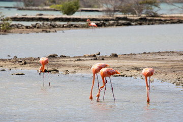 Flamingos in der Karibik