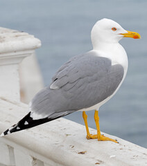 White and grey seagull