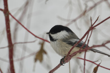 A Black-capped Chickadee perched on Red Branches