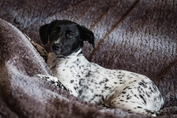 Full body portrait of a female dog puppy resting on the sofa