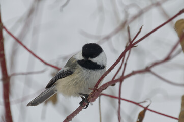A Black-capped Chickadee perched on Red Branches