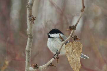 A Black-capped Chickadee perched on a Tree Branch